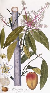 Mangifera göstergesi by Austrian School