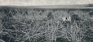 Manyok ekimi, 1895
