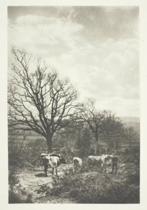 Rüzgarlı Bir Köşe by B. Gay Wilkinson