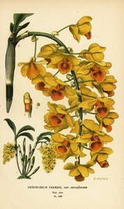 Shi hu shu orkidesi, Dendrobium farmeri var. aureoflavum. Edward Step