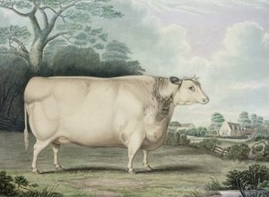 Habertoft Kısa Boynuzlu Ödül İneği, C. Hunt tarafından oyulmuş, 1842 (renkli gravür)