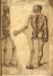 Ekle. 5259, f.19, İnsan İskeleti ve yarım figür, 