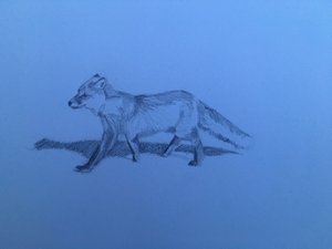 Tilki, 2018 by Barbara Hoogeweegen