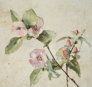 Pembe çiçek dalları (kağıt üzerine sulu boya)