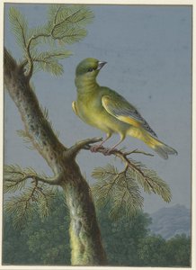 Greenfinch Dört kuş guajı (seri başlığı)