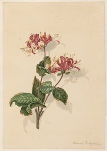 Yabani hanımeli dalı (Lonicera periclymenum)