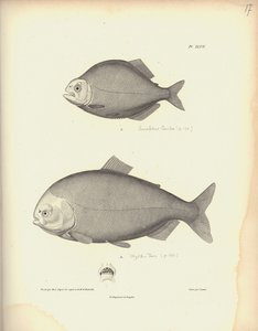 Characidae, Pl. XLVII, Nicola Huet (1770-1827) tarafından yapılan bir gravürden sonra Coutant tarafından oyulmuş çelik, Al. V.