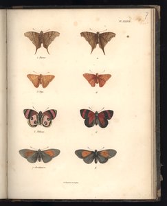 Lepidoptera, Pl. XXXVII, Al. V. Humboldt ve A. Bonplant, Paris, 1821 (renkli gravür)
