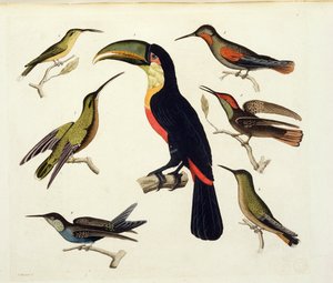 Toucan (ortada), Amazon, Brezilya, 