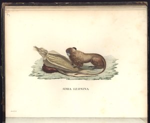 Simia leonina, Pl.V, 1799, 1800, 18 yıllarında yeni kıtanın tropik ülkelerine yapılan bir gezide toplanan zooloji ve karşılaştırmalı anatomiden gözlemler. by Baron Friedrich Alexander von Humboldt