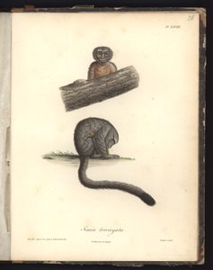 Simia trivirgata, Pl.XXVIII, Nicola Huet (1770-1827) tarafından bir gravürden sonra Louis Bouquet (1765-1814) tarafından oyulmuş çelik, 