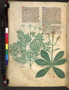 Egerton 747 f.101v Tractatus de Herbis, c.1280-1310 (parşömen üzerine mürekkep ve renk) by Bartholomaei Mini de Senis