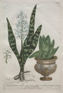 Aloe by Bartholomaus Seutter