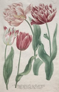 laleler by Bartholomaus Seutter