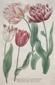 Laleler. by Bartholomaus Seutter