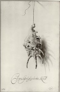  by Bartholomeus Assteyn