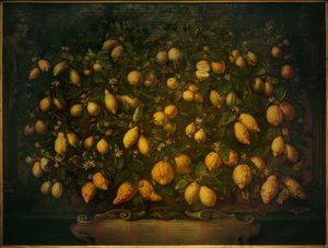 Acı portakallar, sedir limonları ve limonlar