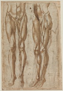Derisi Yüzülmüş Bir Adamın İki Çalışması Rekto Derisi Yüzülmüş Bir Gövdenin İncelenmesi, 1554. by Bartolommeo da Arezzo