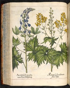 Aconitum lycoctonum (Kurtboğan), Hortus Eystettensis, Basil Besler by Basilius Besler