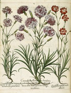 Caryophyllus, 