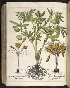 Helleborus niger, 
