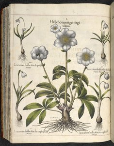 Helleborus niger, 