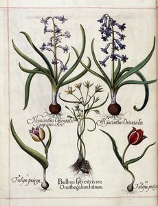 Hortus Eystettensis