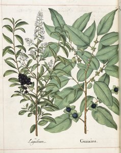 Hortus Eystettensis