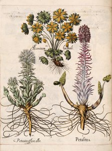 Petasitler, 