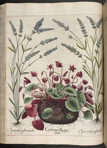 Levha 347: Hortus Eystettensis