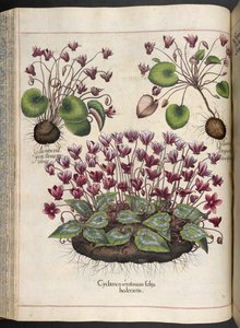 Plaka 348: Siklamen.  Eystettensis Bahçesi, ...  fesleğen besler  1613 by Basilius Besler
