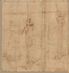 İskeletin Arkadan Alt Yarısı, 1540