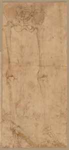 İskeletin Önden Alt Yarısı, 1540