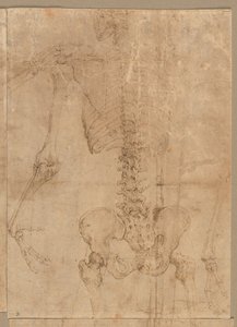 Sırttan İskeletin Üst Yarısı, 1540