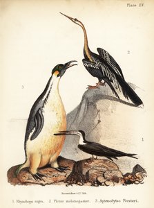 Siyah deniz süpürücü, Doğu okçusu ve imparator penguen. 1855 (litografi)
