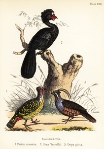 Kan sülün, gerdanlı curassow ve dağ bıldırcını. 1855 (litografi)