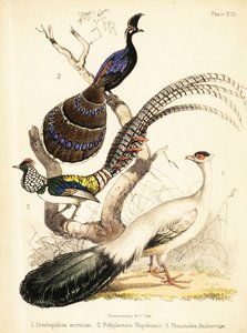 Mavi kulaklı sülün, Palawan tavus kuşu-sülün ve Lady Amherst