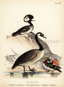 Kanada kazı, Mandarin ördeği ve kukuletalı merganser. 1855 (litografi)