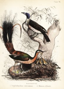 Friarbird ve lir kuşu. 1855 (litografi) by Bauerrichter