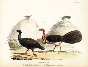 Gweela ve turuncu ayaklı çalı tavuğu. 1855 (litografi)