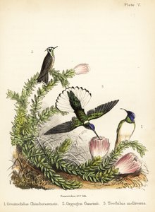 Sinek kuşu türleri. 1855 (litografi)