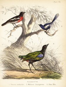 Pasifik ardıç kuşu, beyaz kanatlı peri kuşu ve gökkuşağı pidesi. 1855 (litografi)