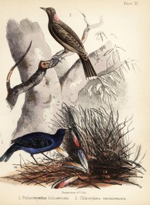 Saten ve açık kahverengi göğüslü çardak kuşları. 1855 (litografi)
