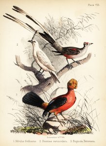Makas kuyruklu sinekkapan, beyaz çan kuşu ve 1855 And horozu (litografi)
