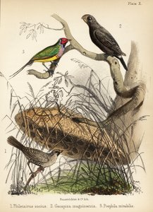 Girişken dokumacı, büyük yer ispinozu ve Gouldian ispinozu. 1855 (litografi)