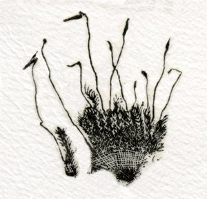 Tomurcuklanan Yosun, 2014, (gampi üzerine ahşap gravür)