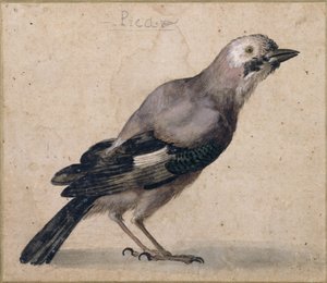 Bir Jay by Benedetto Luti