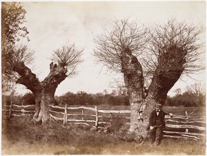 Bir Hedgerow Tree, 1852 (albüm baskısı)