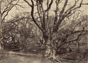 Pepperharrow Parkı, Surrey, 1852-54.