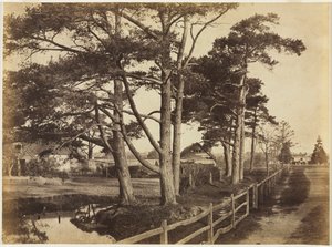İskoç Göknarı, Hawkhurst, 1853.